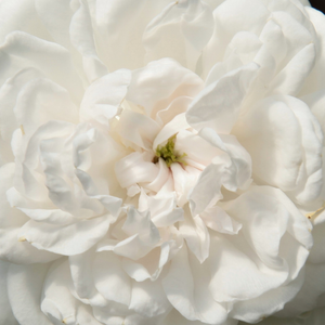 Szkółka róż - róża noisette - biały  - Rosa  Boule de Neige - róża z intensywnym zapachem - François Lacharme - Jedna z powszechnie lubianych róż. Wychodząc do ogrodu po piękny bukiet nie można się tej odmianie oprzec. Przy każdej okazji cieszy człowieka kwiatami o cudownym pięknie.
